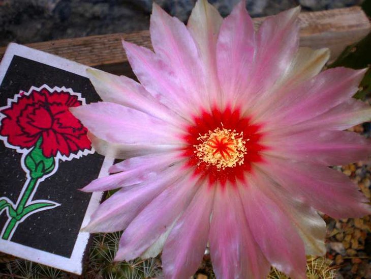 Thelocactus bicolor var. schwarzii.jpg