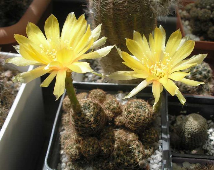 Lobivia arachnacantha 05-2012.JPG