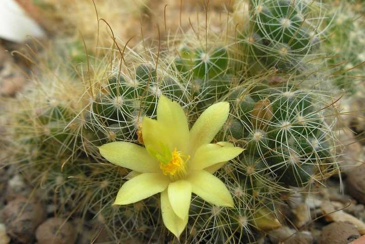 Dolichothele camptotricha.JPG