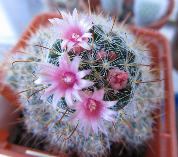 MAMMILLARIA zeilmanniana