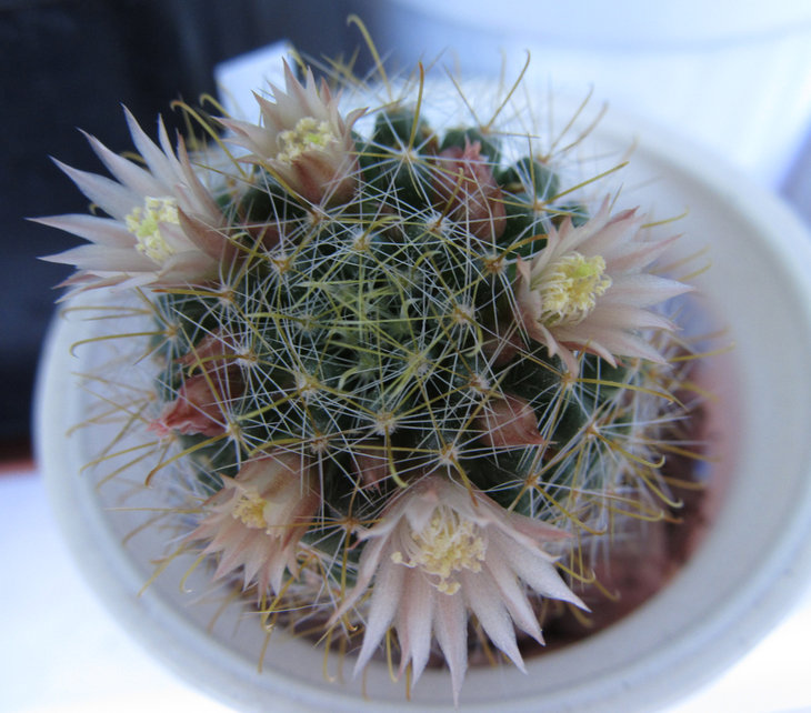 MAMMILLARIA wildii