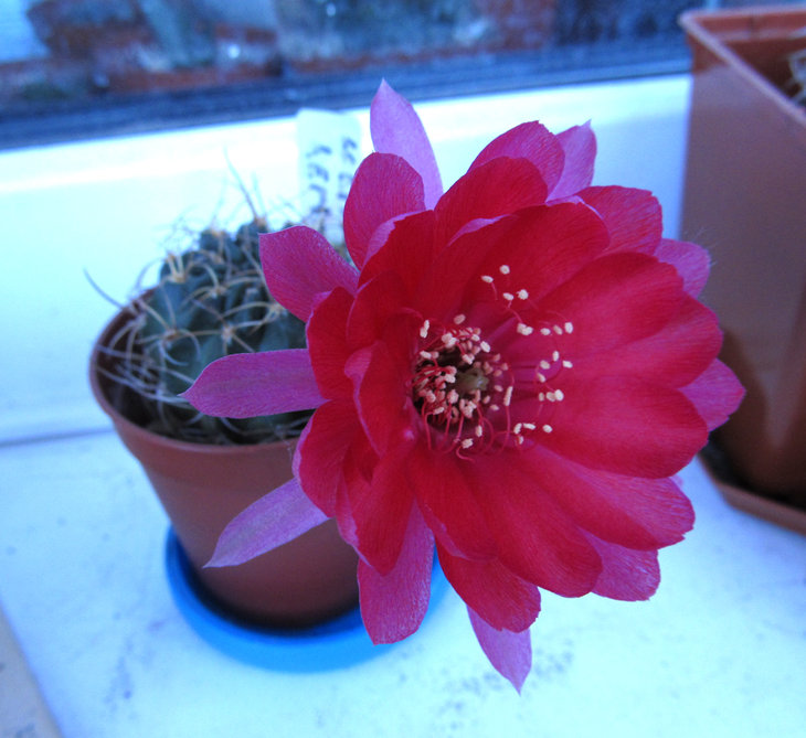 LOBIVIA hertrihiana