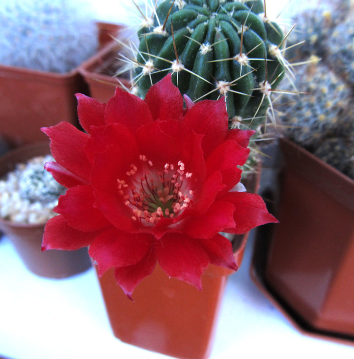 LOBIVIA boliviensis