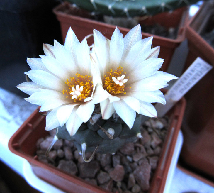 TURBINICARPUS klinkerianus