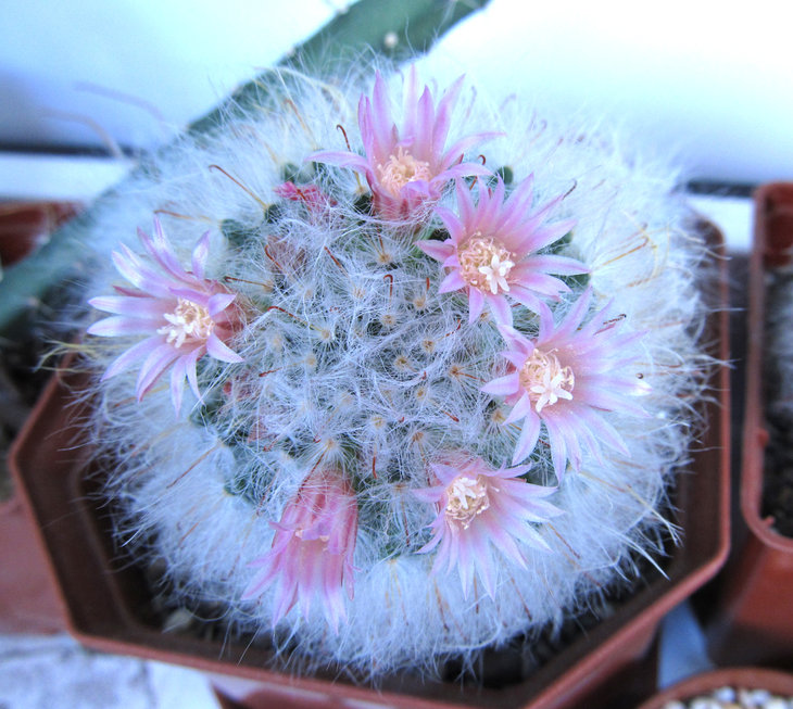 MAMMILLARIA bocasana