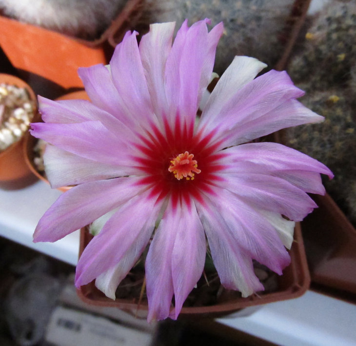 THELOCACTUS bicolor первое цветение :)