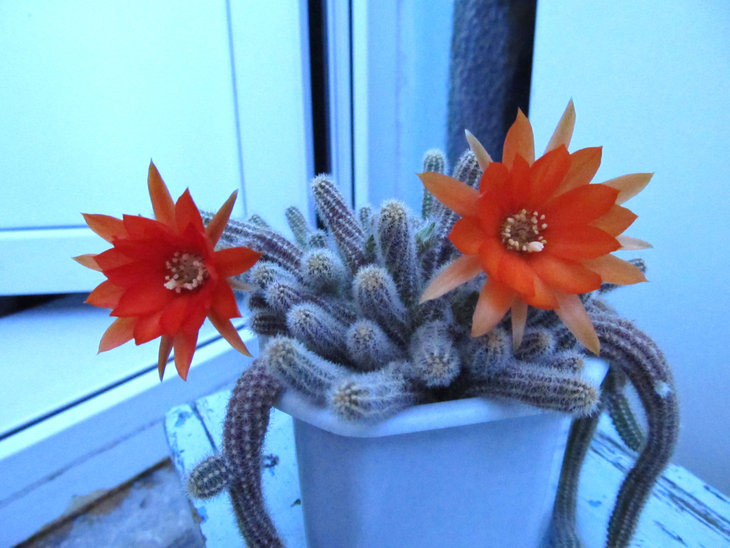 Chamaecereus silvestrii