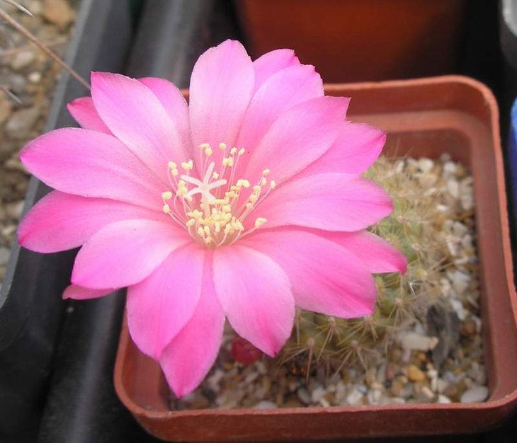 Rebutia_grossblute hybr.JPG