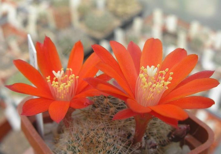 Rebutia senilis v iseliniana.JPG
