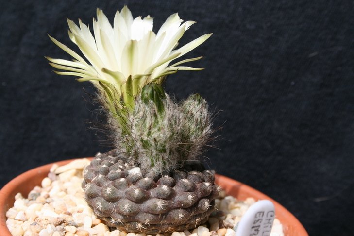 Neochilenia esmeraldana.JPG
