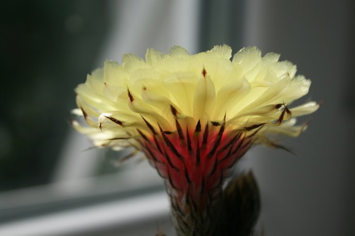 Astrophytum hybrid.JPG