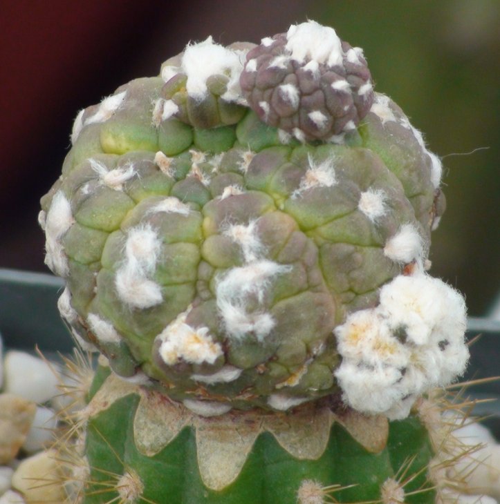 A. asterias &quot;kikko&quot;