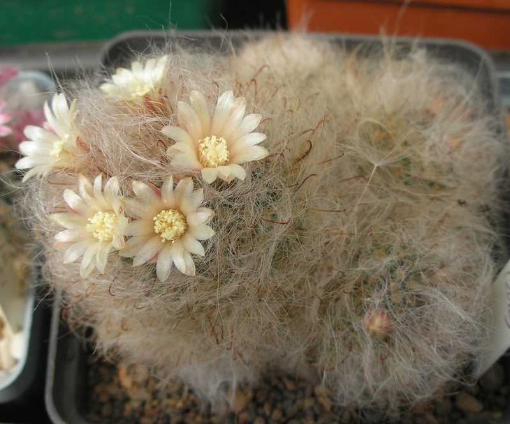 Mammillaria bocasana 05-2012.JPG