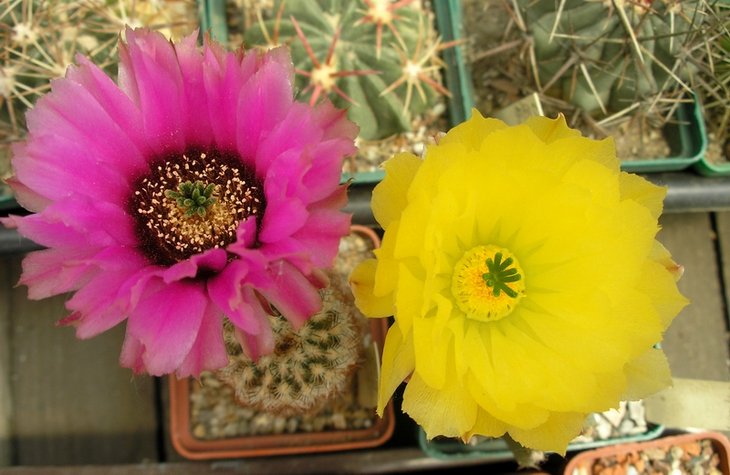 Echinocereus reichenbachii v. perbellus et subinermis 05-2012.JPG