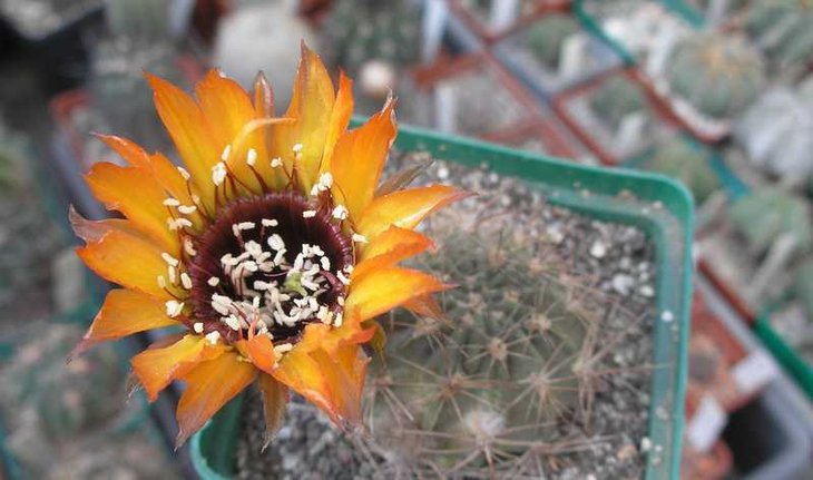Lobivia jajoiana v. nigrostoma.JPG