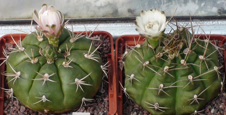 Gymnocalycium