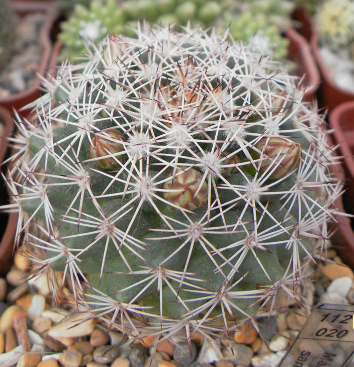M_sancarlensis.JPG