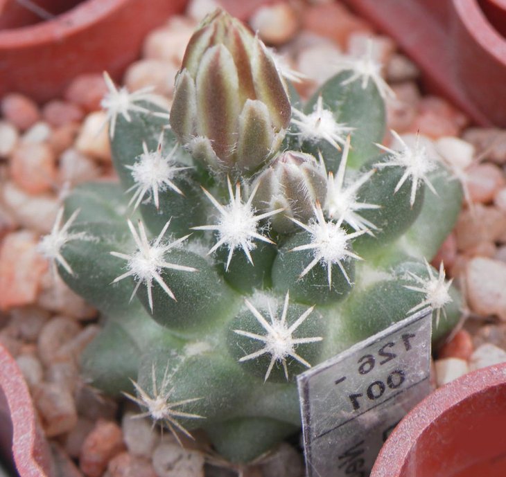 Neob_missuriensis.JPG