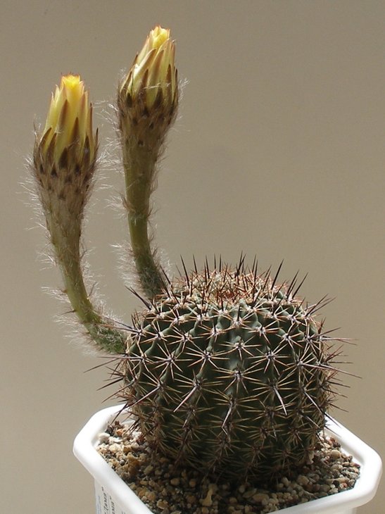 Lobivia aurea.jpg