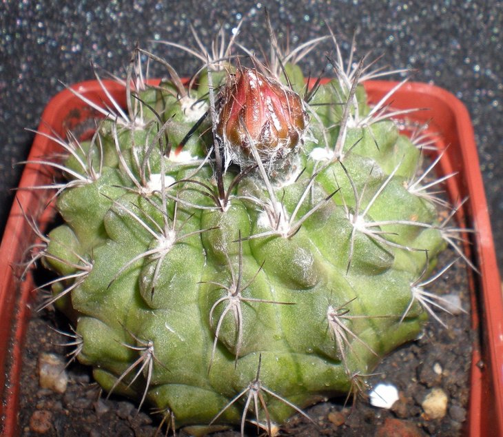 Neochilenia chilensis