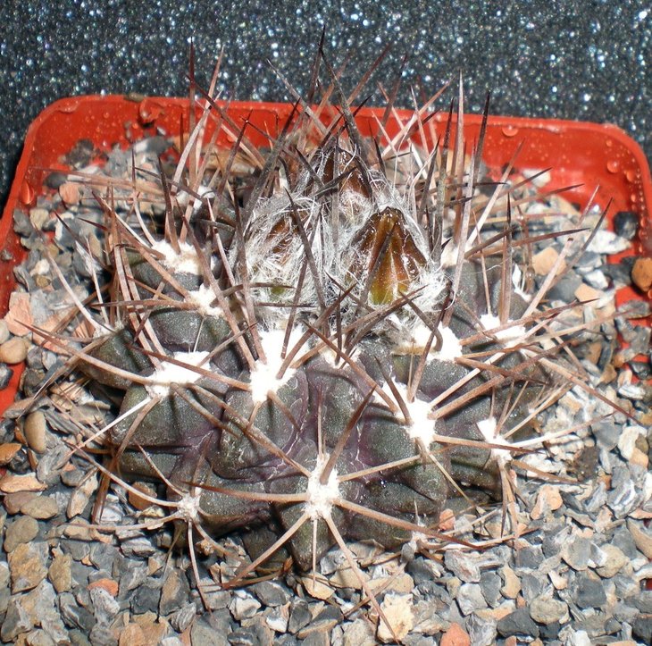 Pyrrhocactus chorosensis