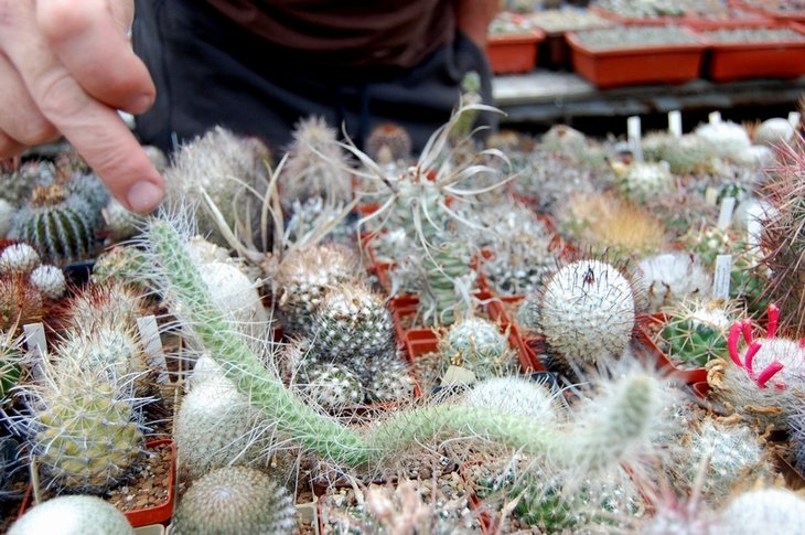 Игорь показывает точку цветения Tephrocactus weberi