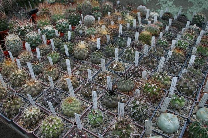 4 copiapoa.JPG