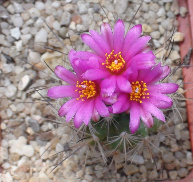 Gymnocactus viereckii первое цветение