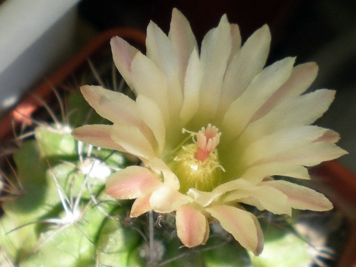 Neochilenia chilensis (1000 x 750).jpg