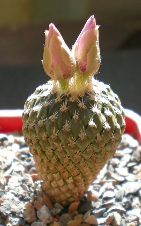 Encephalocarpus strobiliformis