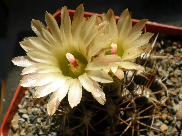 Pyrrhocactus chorosensis