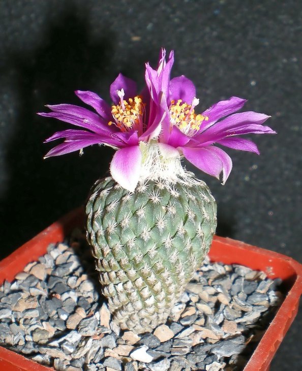 Encephalocarpus strobiliformis-1