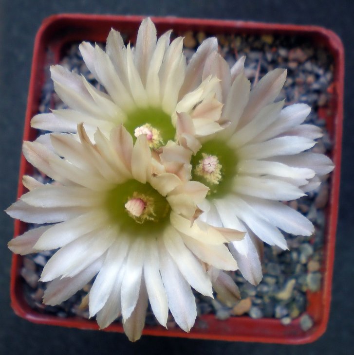 Pyrrhocactus chorosensis