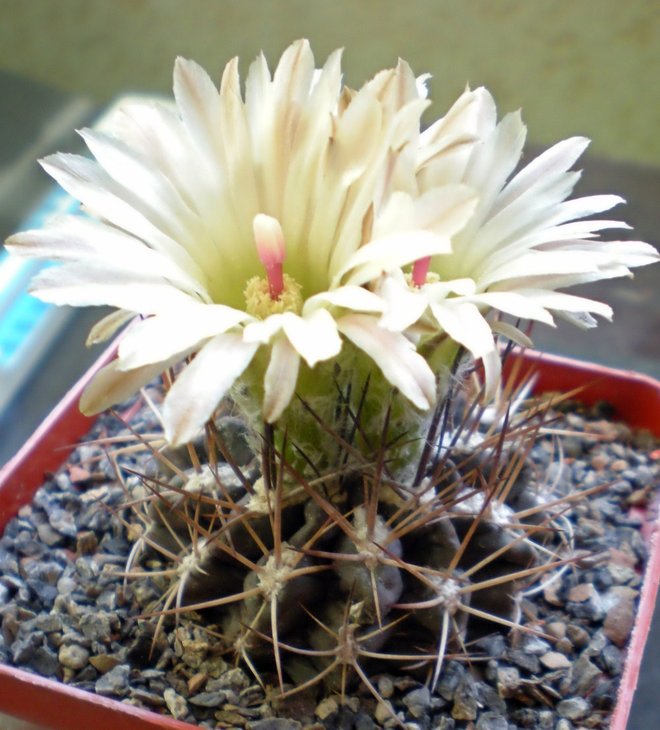 Pyrrhocactus chorosensis