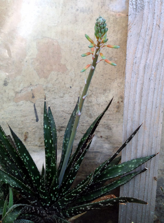 gastrolea_bud.jpg
