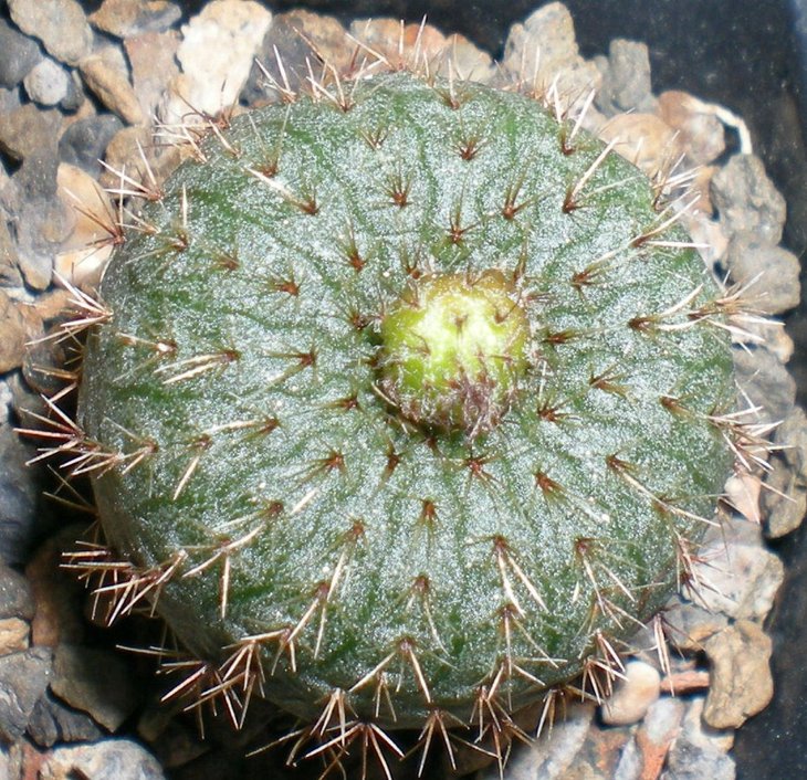 Frailea uhligiana