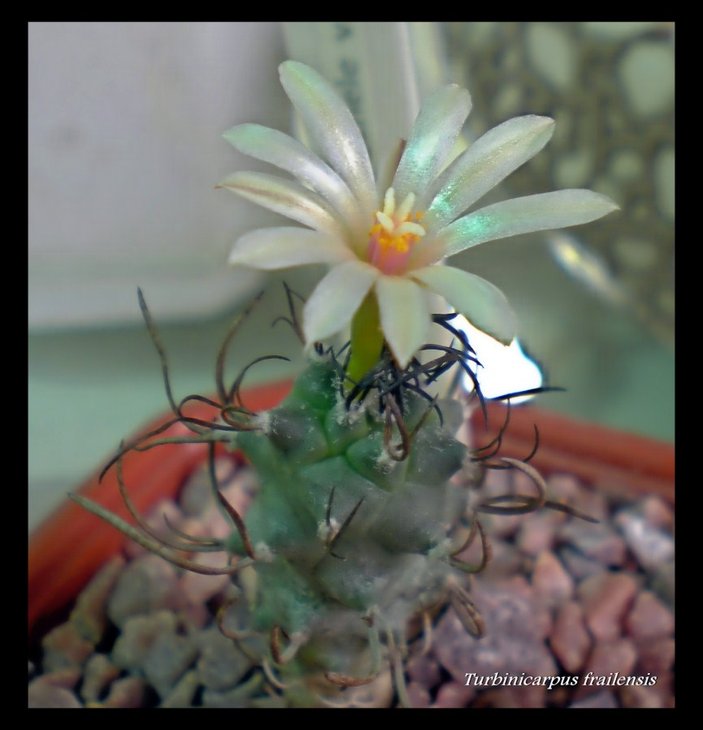 Turbinicarpus frailensis (865 x 898).jpg