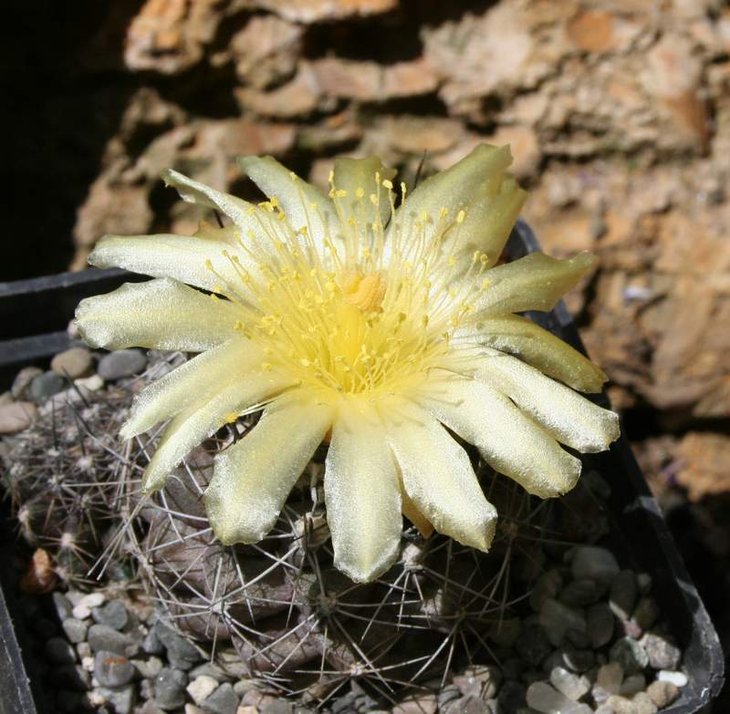 copiapoa sp.JPG