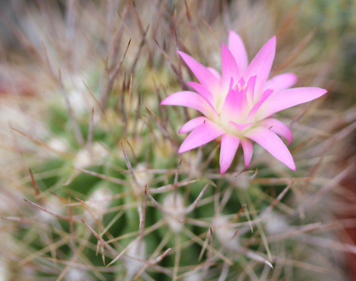 Neochilenia sp.