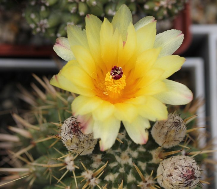 Notocactus mammulosus