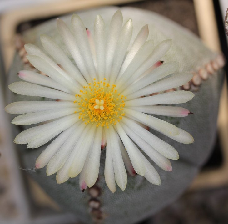 Astrophytum myriostigma tricostatum