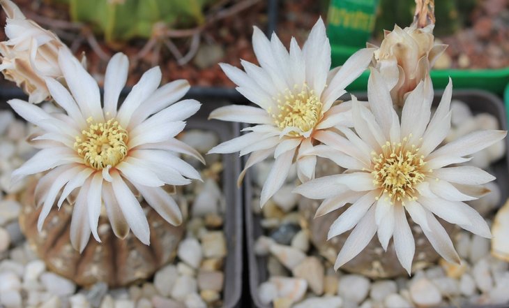 Gymnocalycium ragonesii