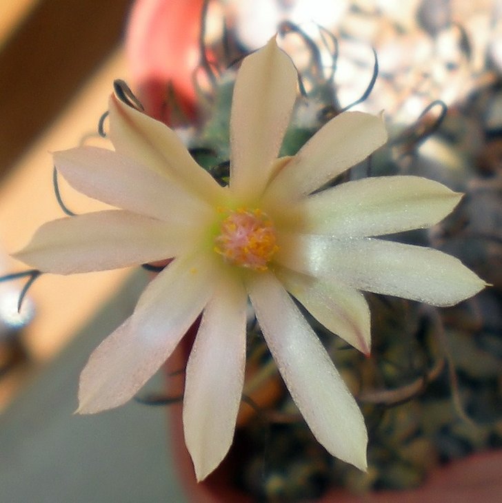 Turbinicarpus frailensis