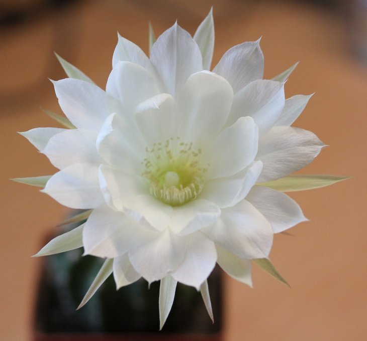 Echinopsis subdenudata hb.
