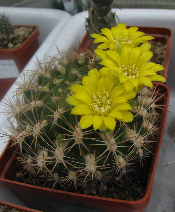 Weingartia neocumingii