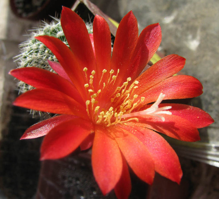 Rebutia krainziana