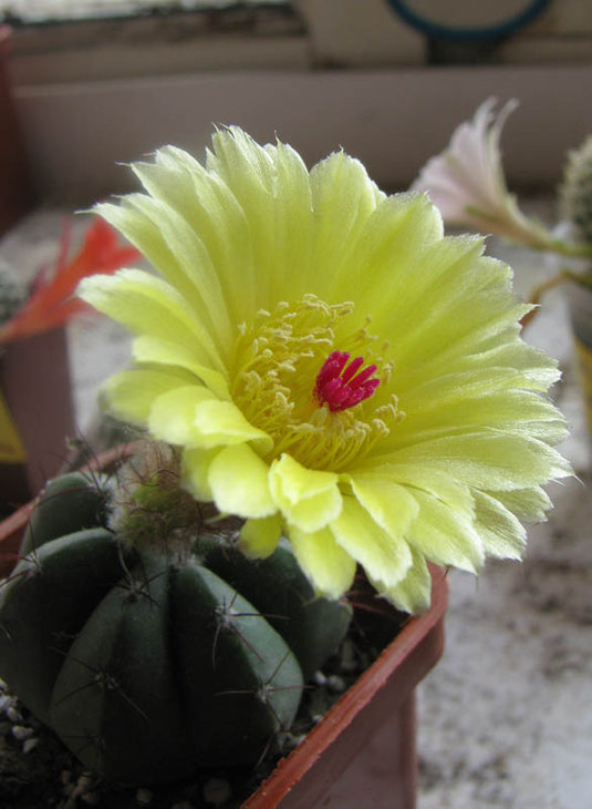 Notocactus acutus (оказалася самопыльным)