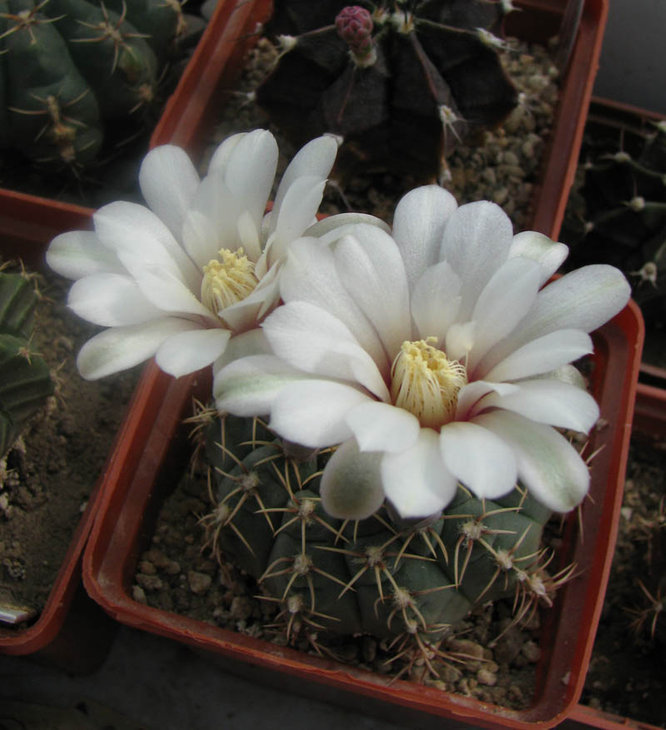 Gymnocalycium sp. Помогите заодно определить