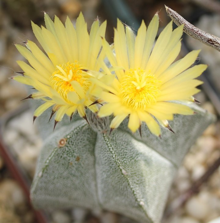 Astrophytum myriostigma