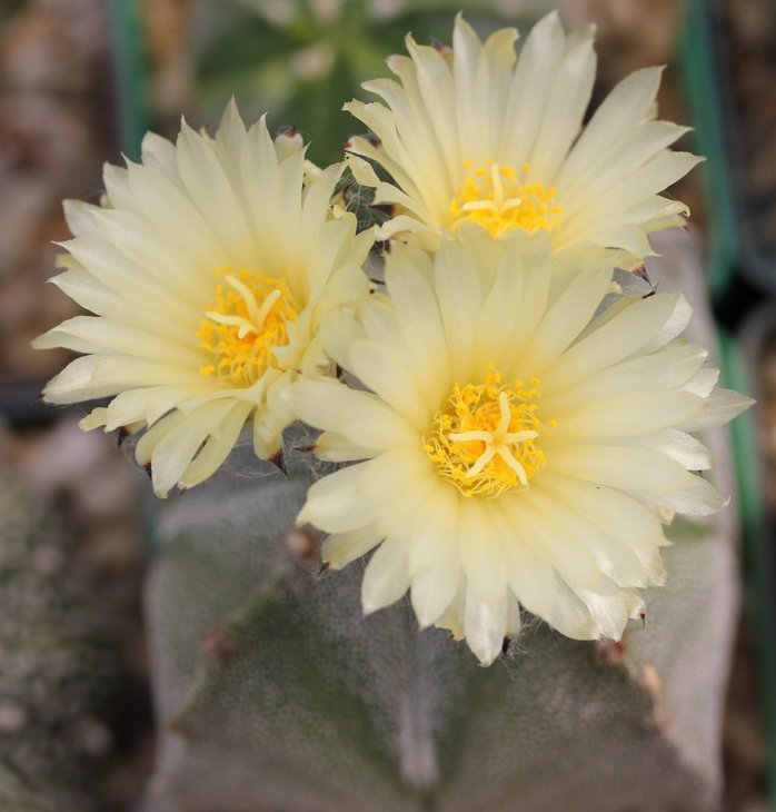 Astrophytum myriostigma quadro.